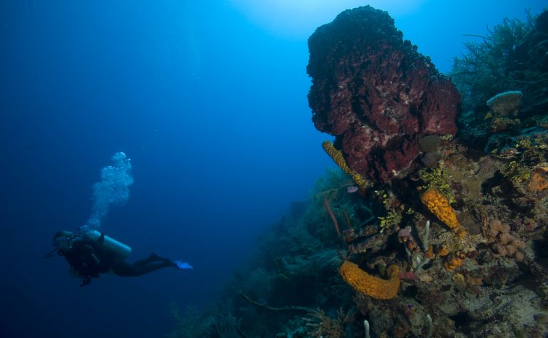 2017 Diving For Life - International Gay & Lesbian SCUBA Jamboree Main Image